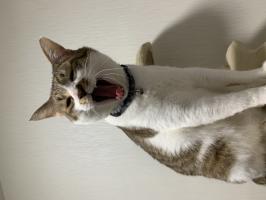ももとら