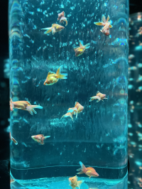 海月