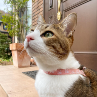てちゅ