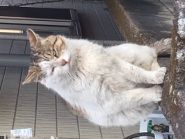 ねこやん。