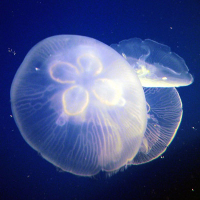 海