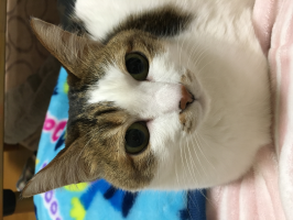 ナリーニョ