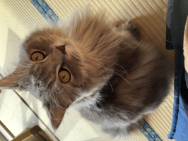 さむがり猫