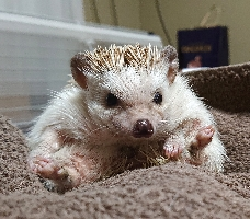 さーちゃん