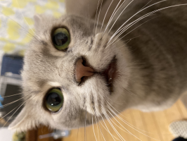 にゃにゃにゃん
