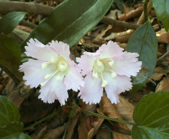 ブルーランナー