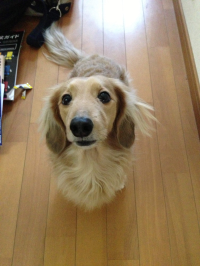 きなアンドmyu