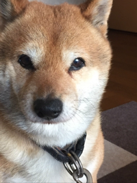 こてつ