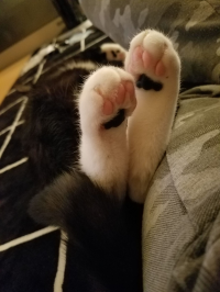 ハチワレ