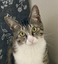 猫ひげ