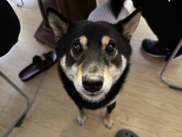 ピコロ