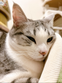 はま