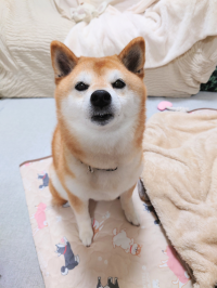 あずき