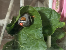 キンカパパさん