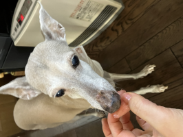 のほほんかお