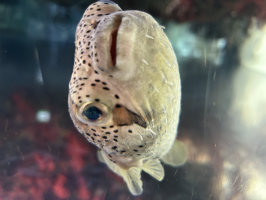 まるこ