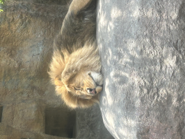 しあ