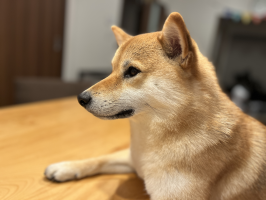もにゃん