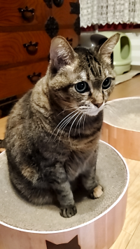 オカズ