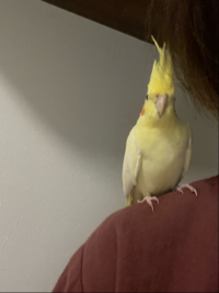 egao