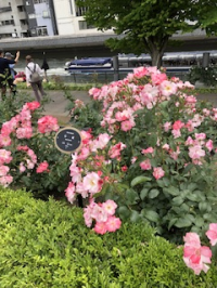 セントポーリア