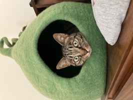 kiki