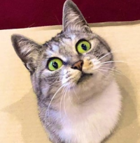 ねこにゃん