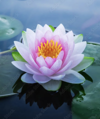 Waterlily