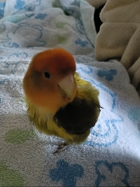 ちゃっぴ