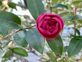 たつのおとしご