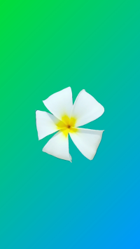 plumeria