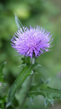 帯に短し襷に長し