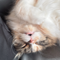 むじねこ