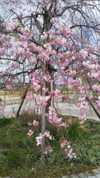 くぅ