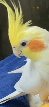 おれんじちーく