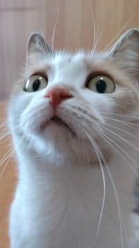 シスー