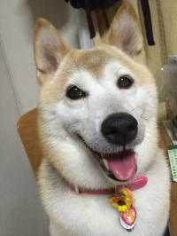 さくら