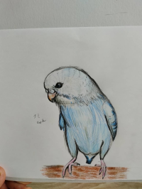 ナナナミちゃん