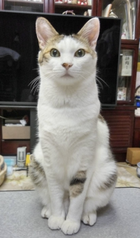 ねこらてぃぶ