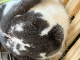 あきこ