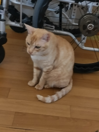 たまにゃん