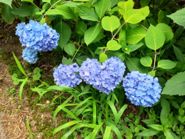 みかん