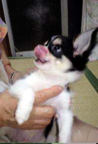 Luso