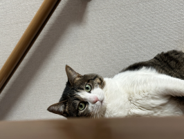 usako