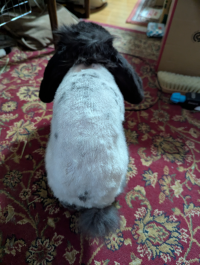 れえこ