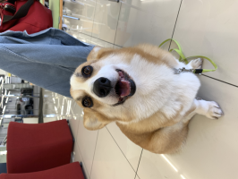 ルッカ