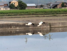 かりんと