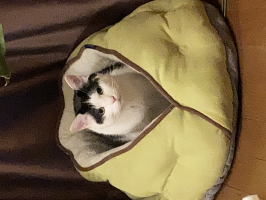 チャマ