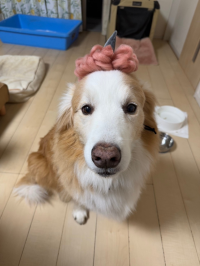 ゆうまい