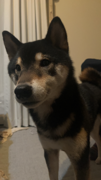 TOMO